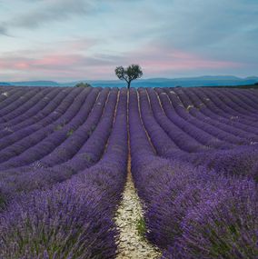 Plateau de Valensole II, Shengqi Tang