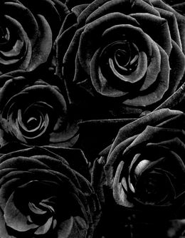 Photography, Black Roses, Richard Dunkley